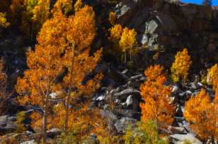Aspens along Bishop Creek-6164 Aspens along Bishop Creek-6164